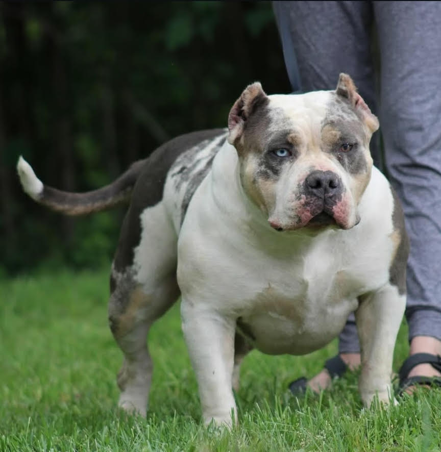 Dog Featured Image