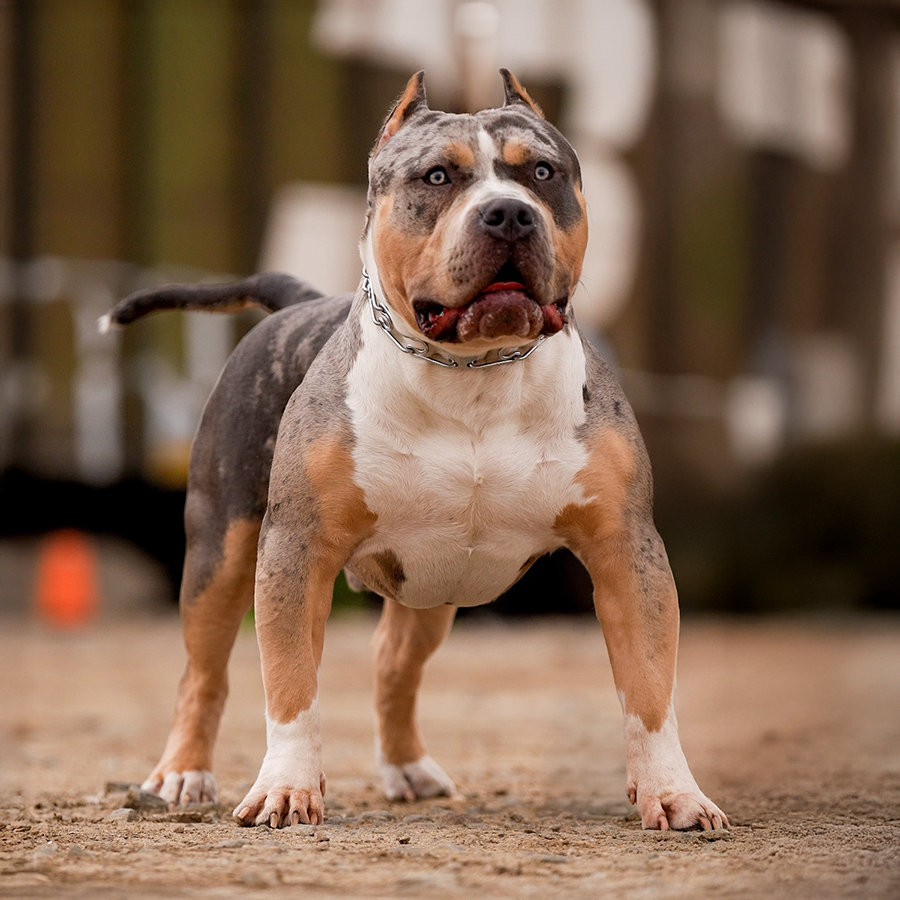 Dog Featured Image