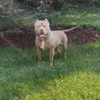 Bright Bullies T2 (Trooper)