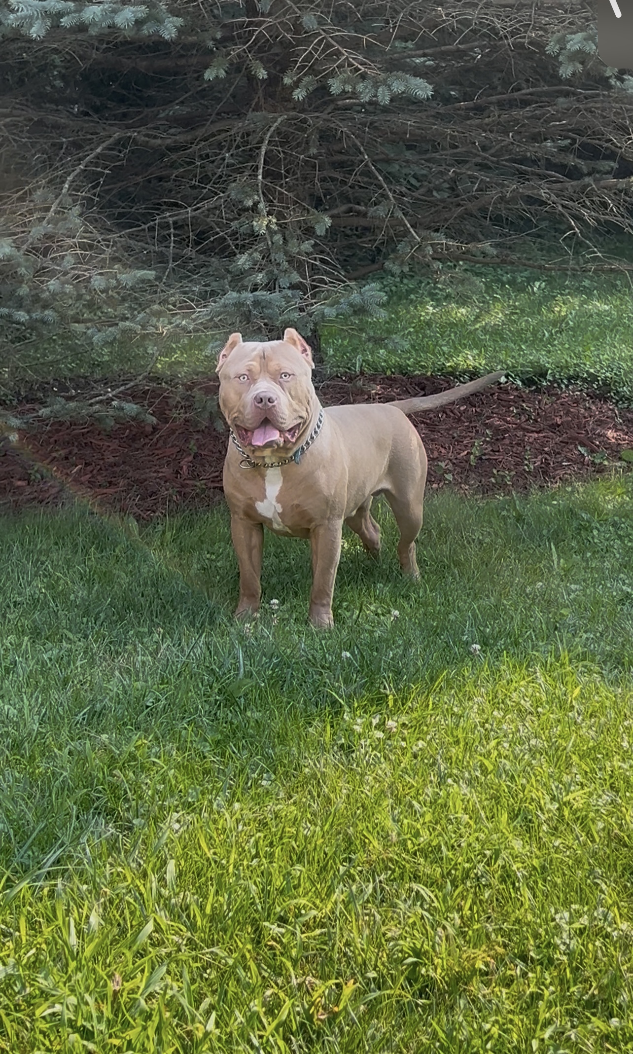 Dog Featured Image