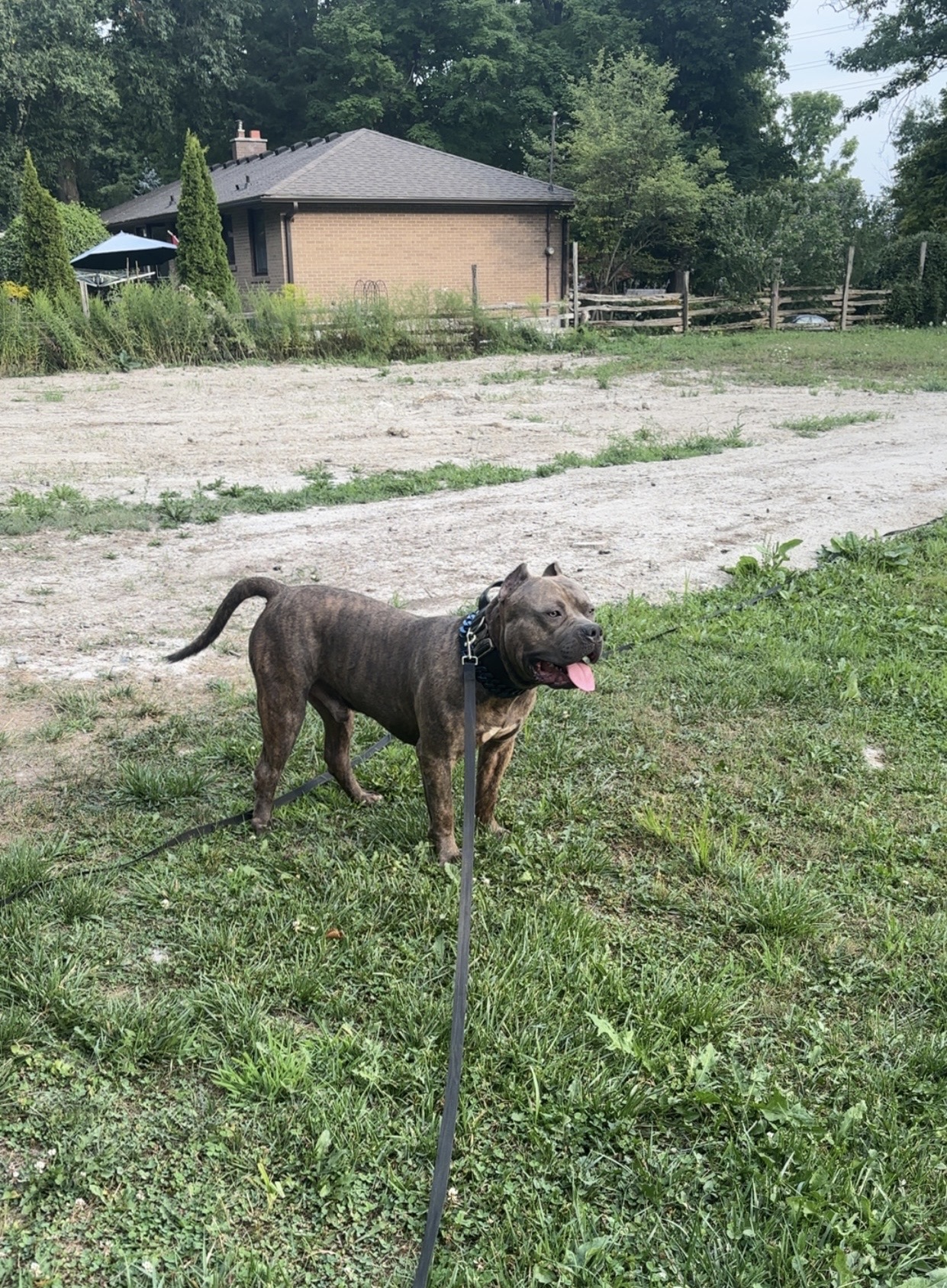 Dog Featured Image