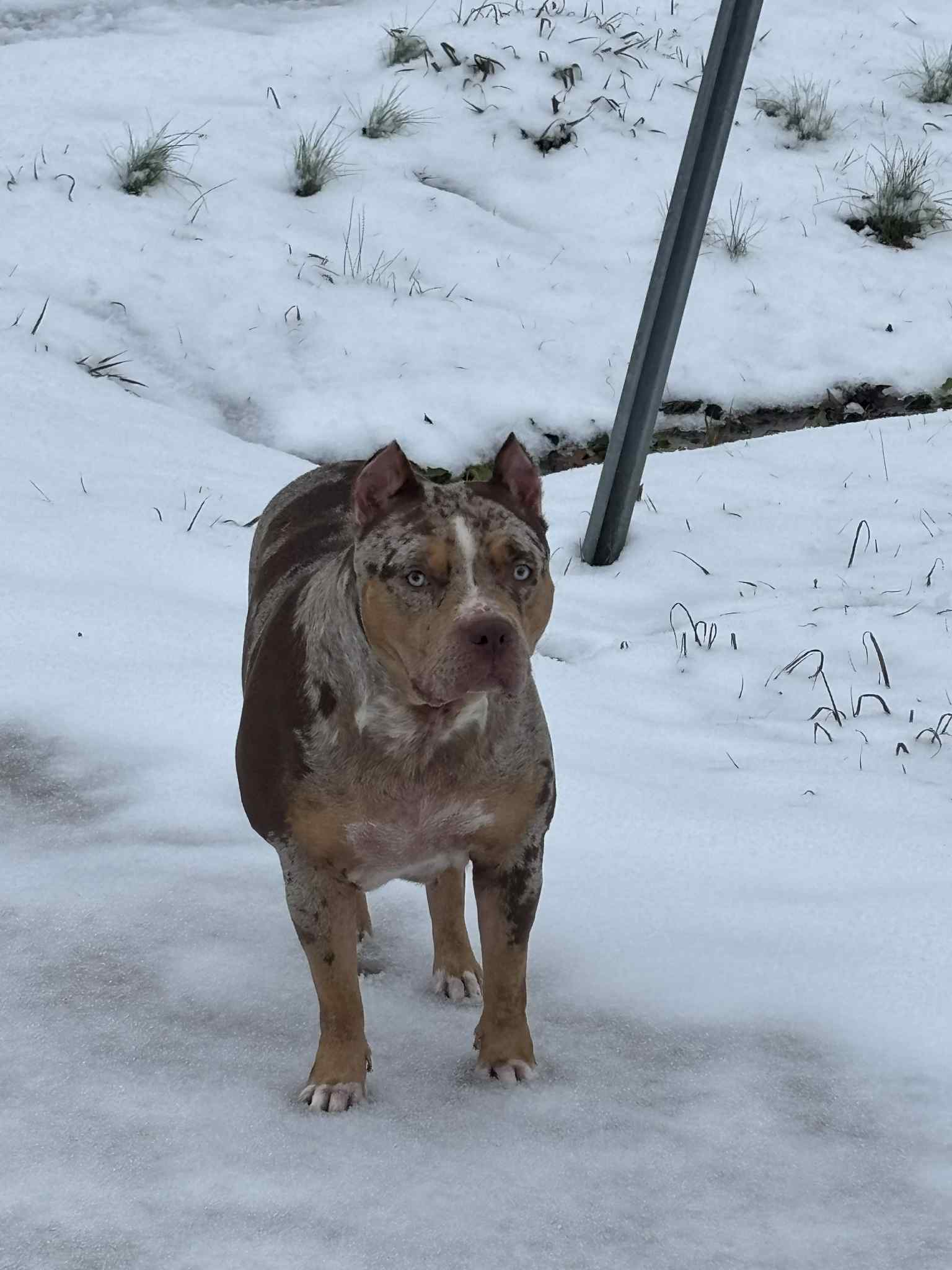 Dog Featured Image