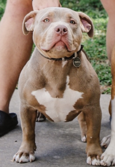 Dog Featured Image