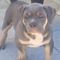 Dog Featured Image