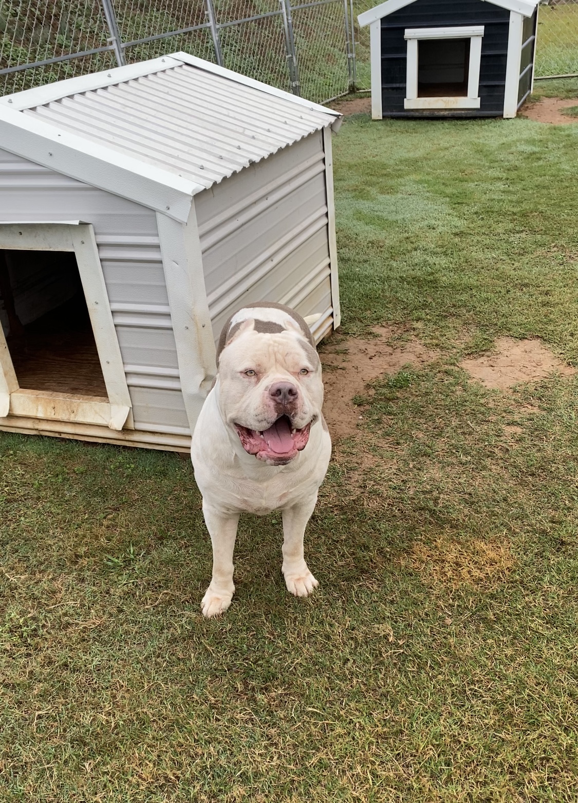 Dog Featured Image