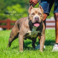 Dog Featured Image