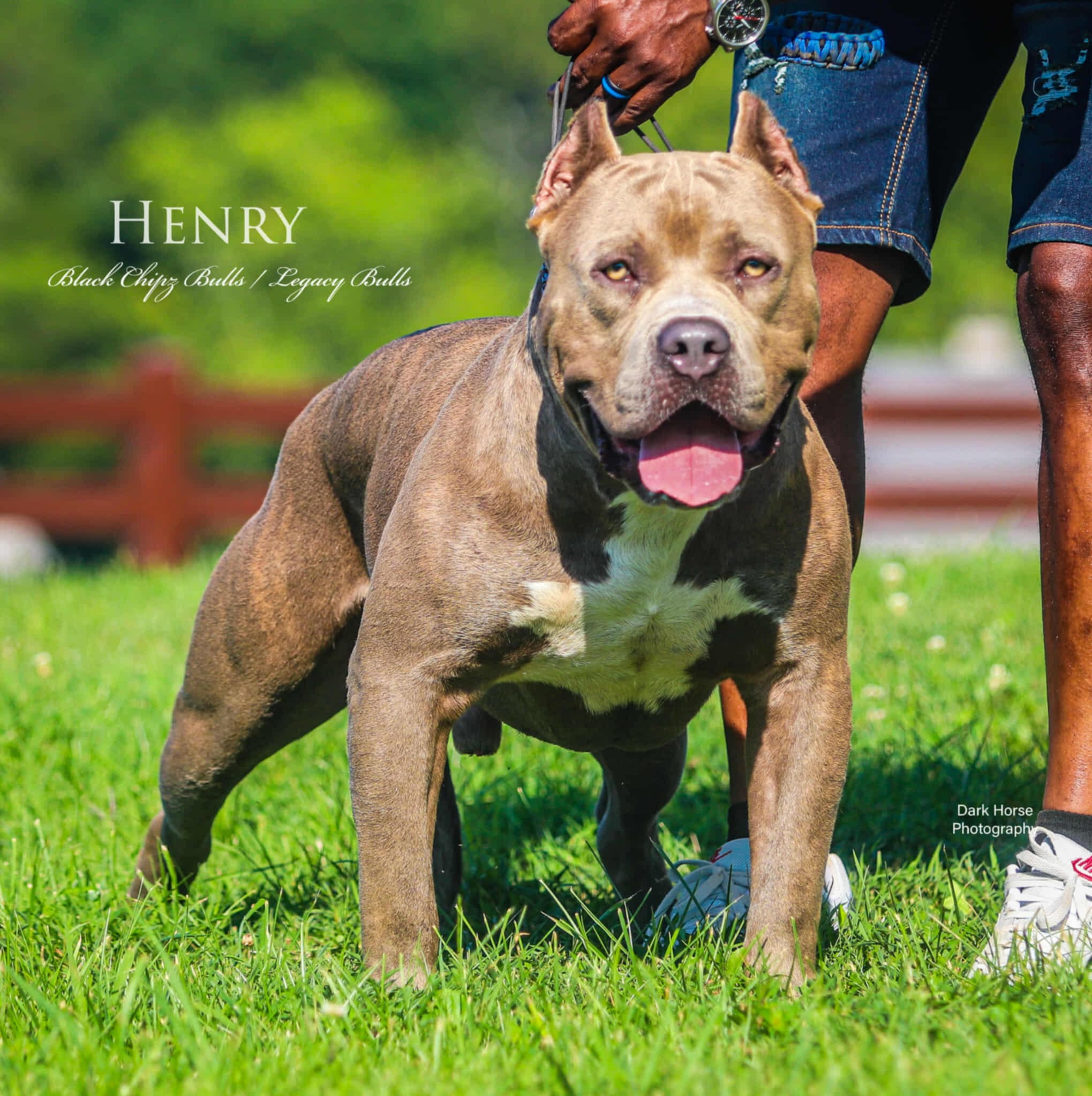 Dog Featured Image