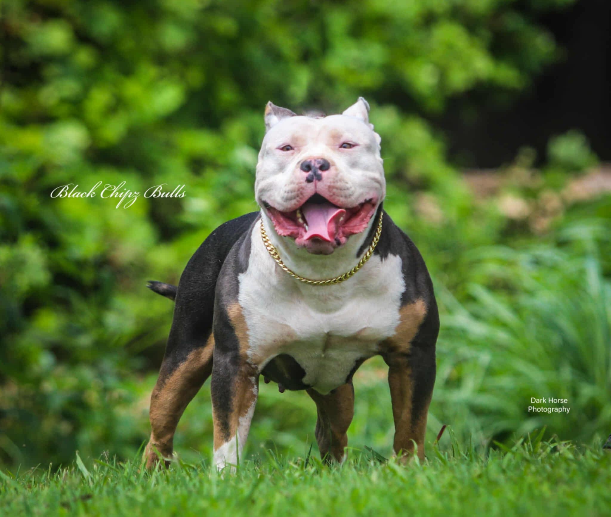 Dog Featured Image