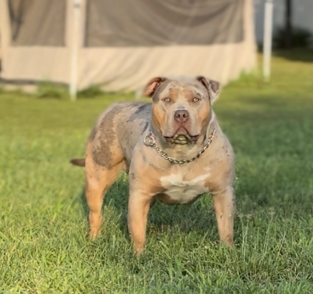 Dog Featured Image