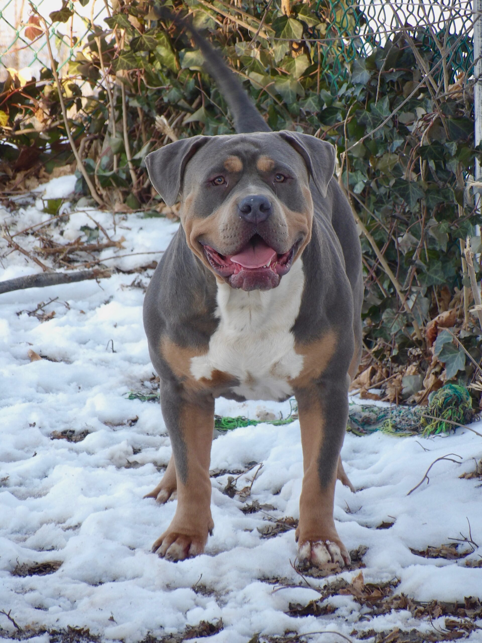 Dog Featured Image