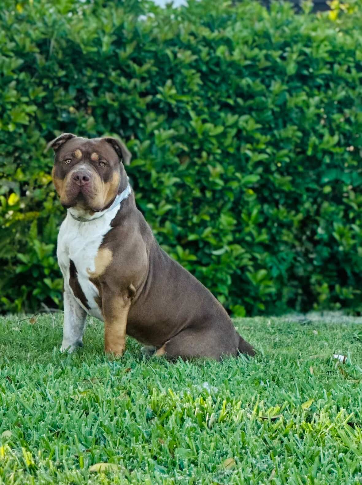 Dog Featured Image