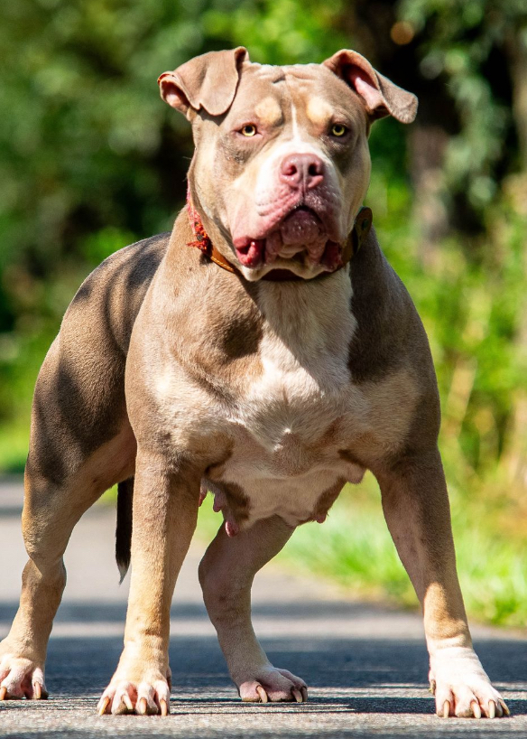 Dog Featured Image