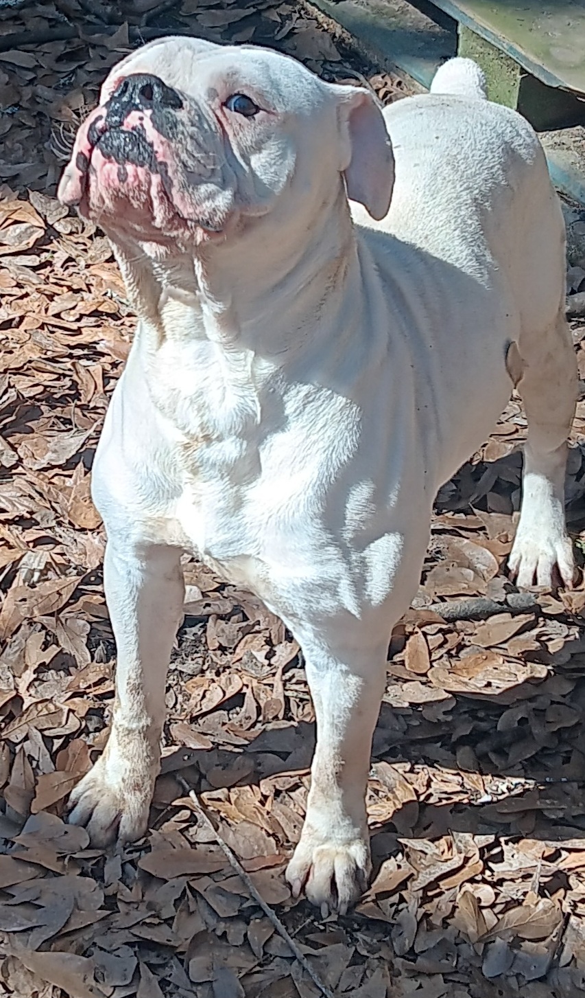 Dog Featured Image