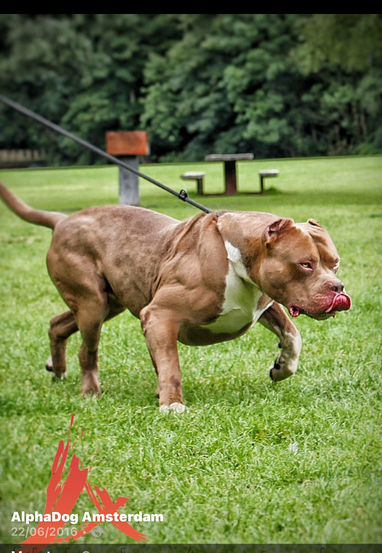 Dog Featured Image