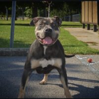 Dog Featured Image