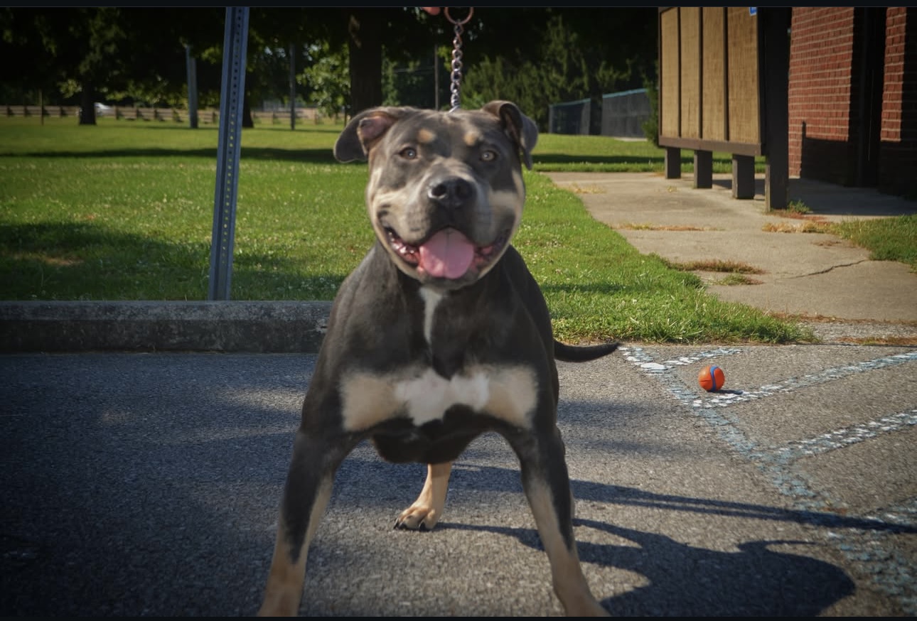 Dog Featured Image