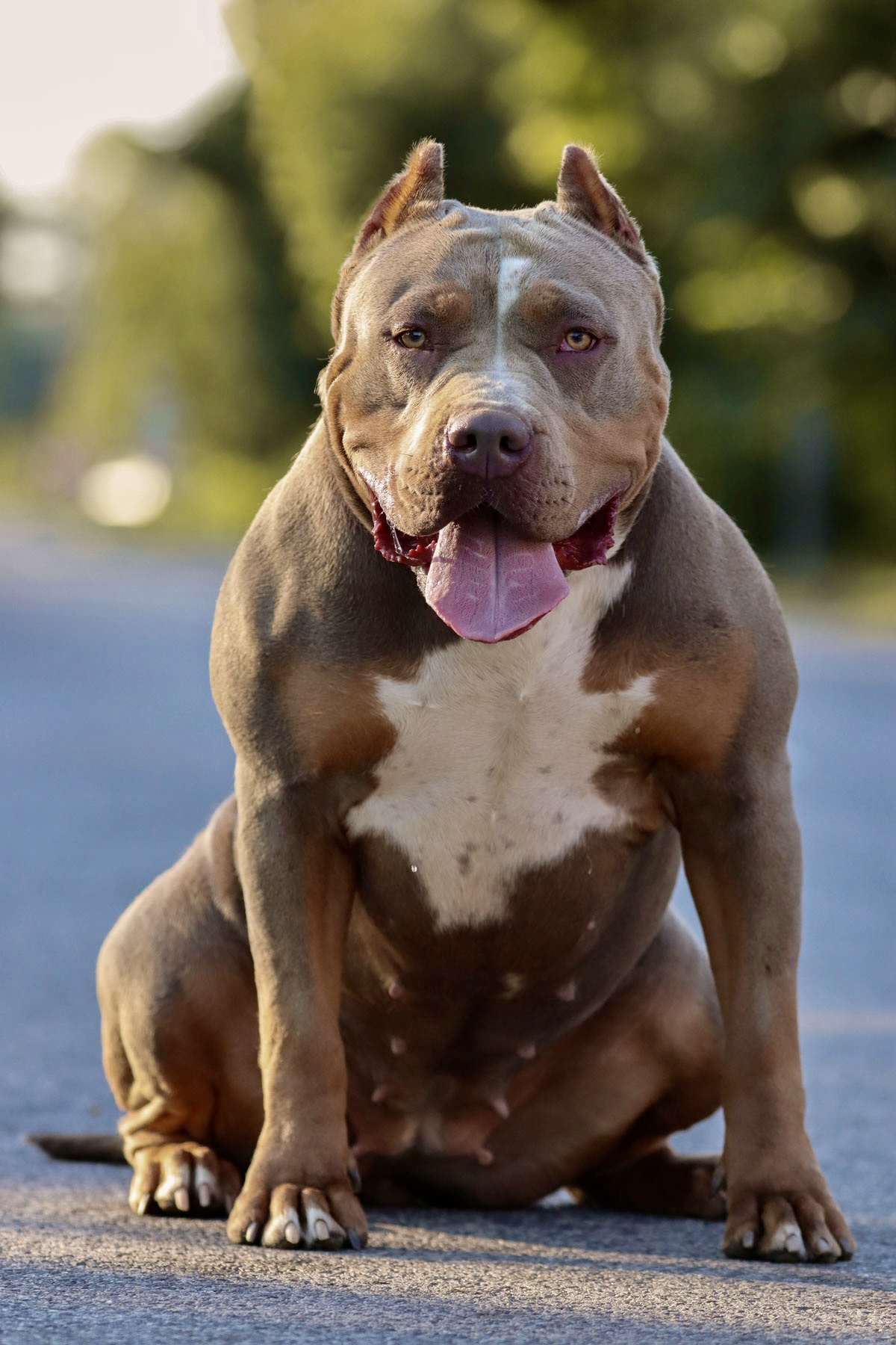 Dog Featured Image