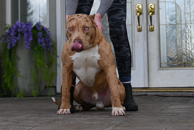 Dog Featured Image