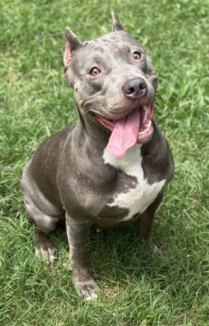 Dog Featured Image