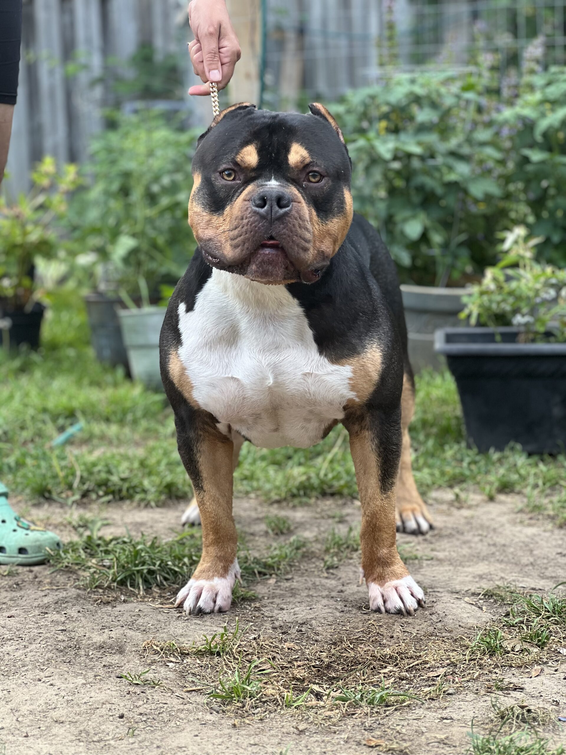 Dog Featured Image