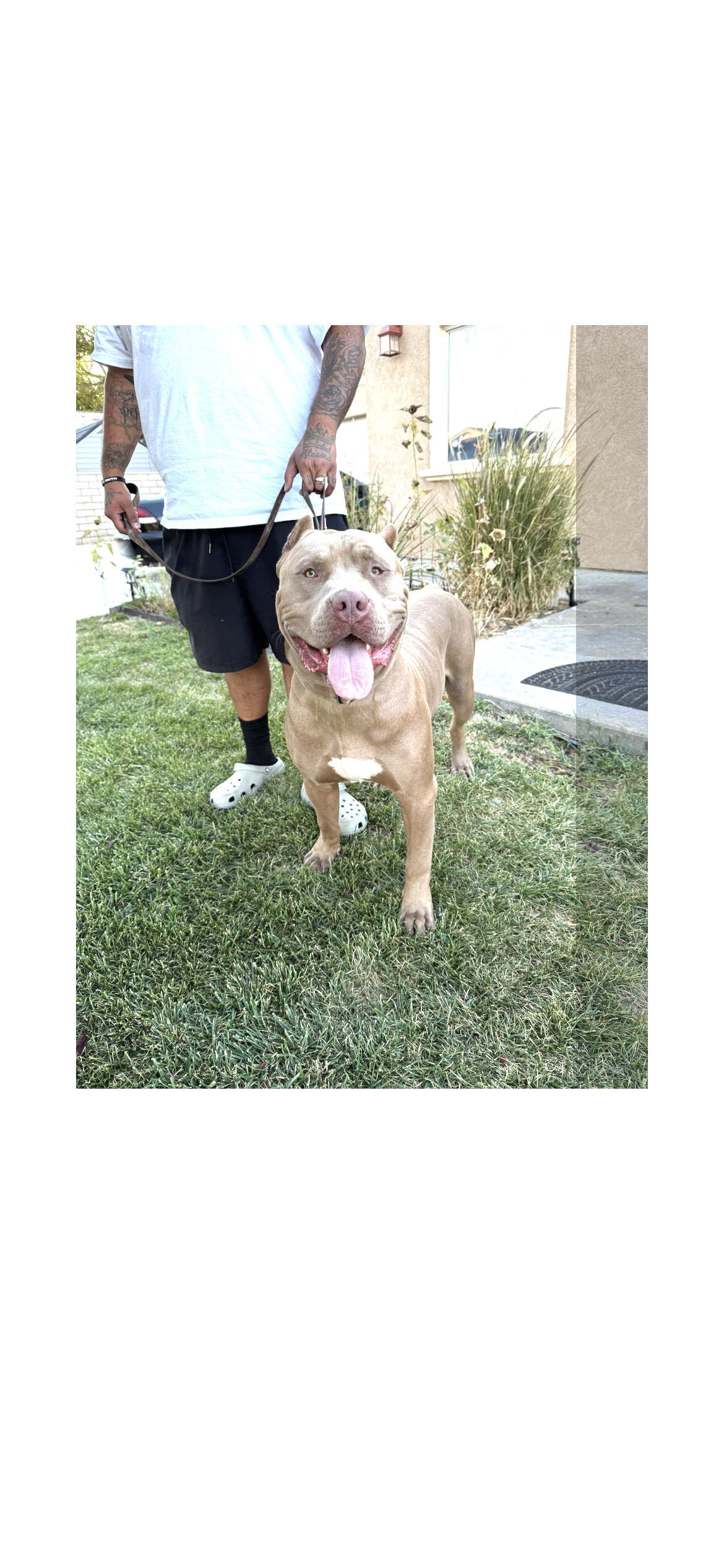 Dog Featured Image