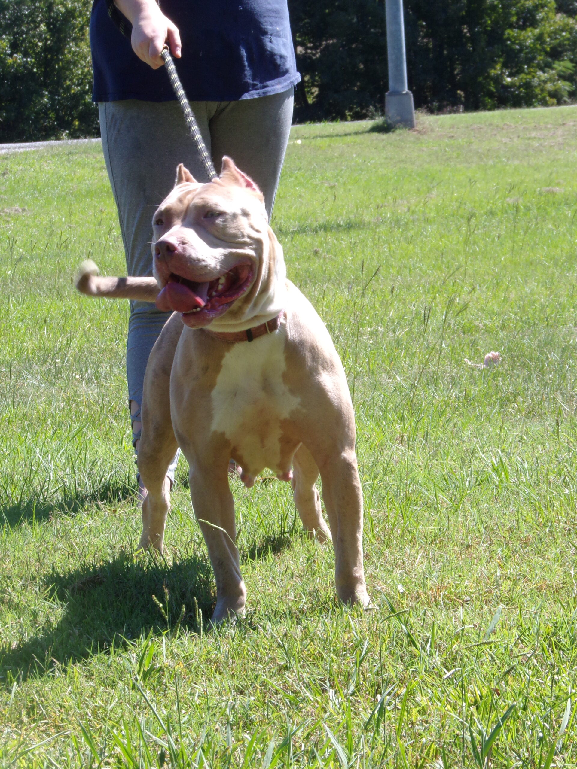 Dog Featured Image