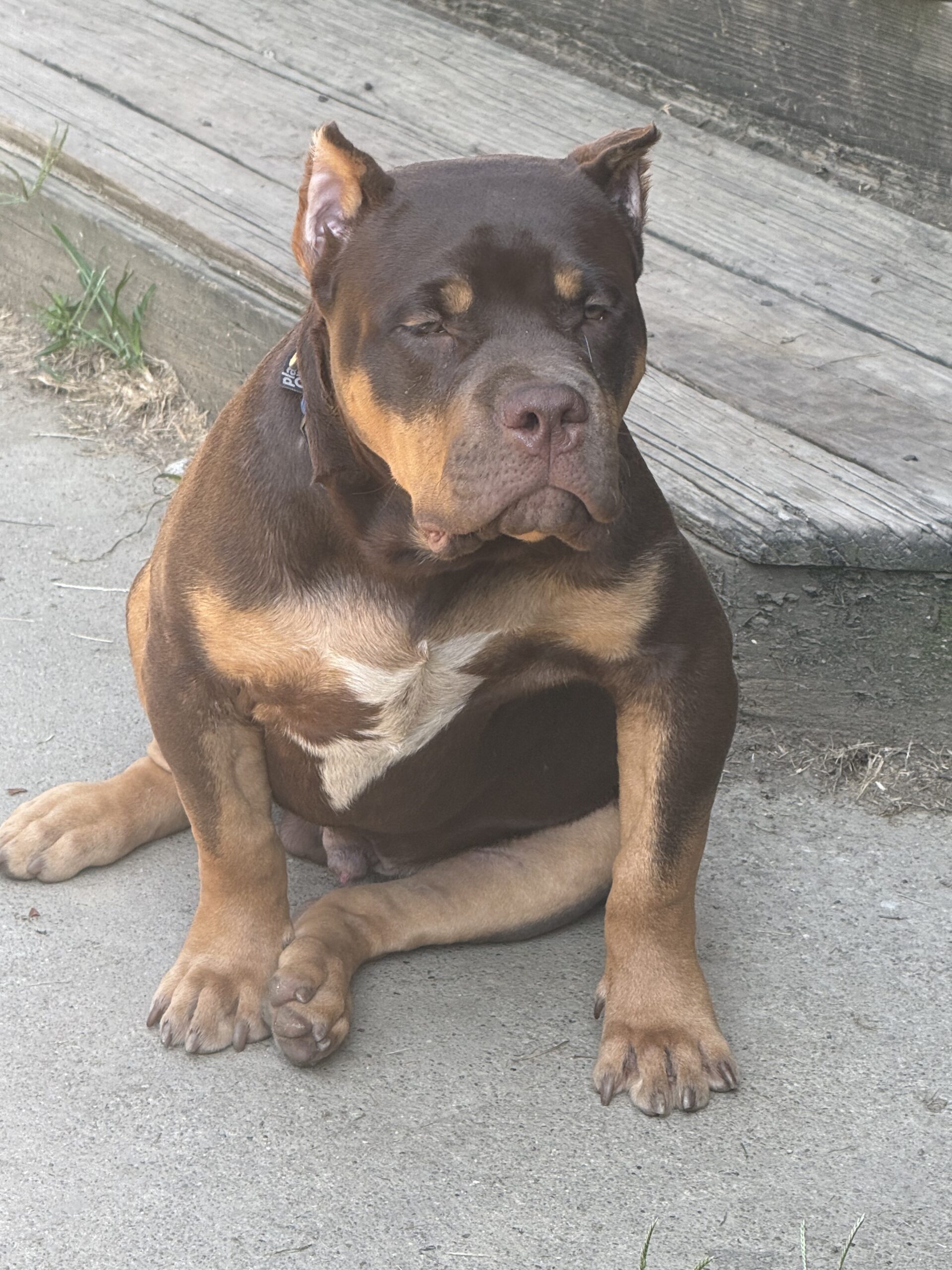 Dog Featured Image