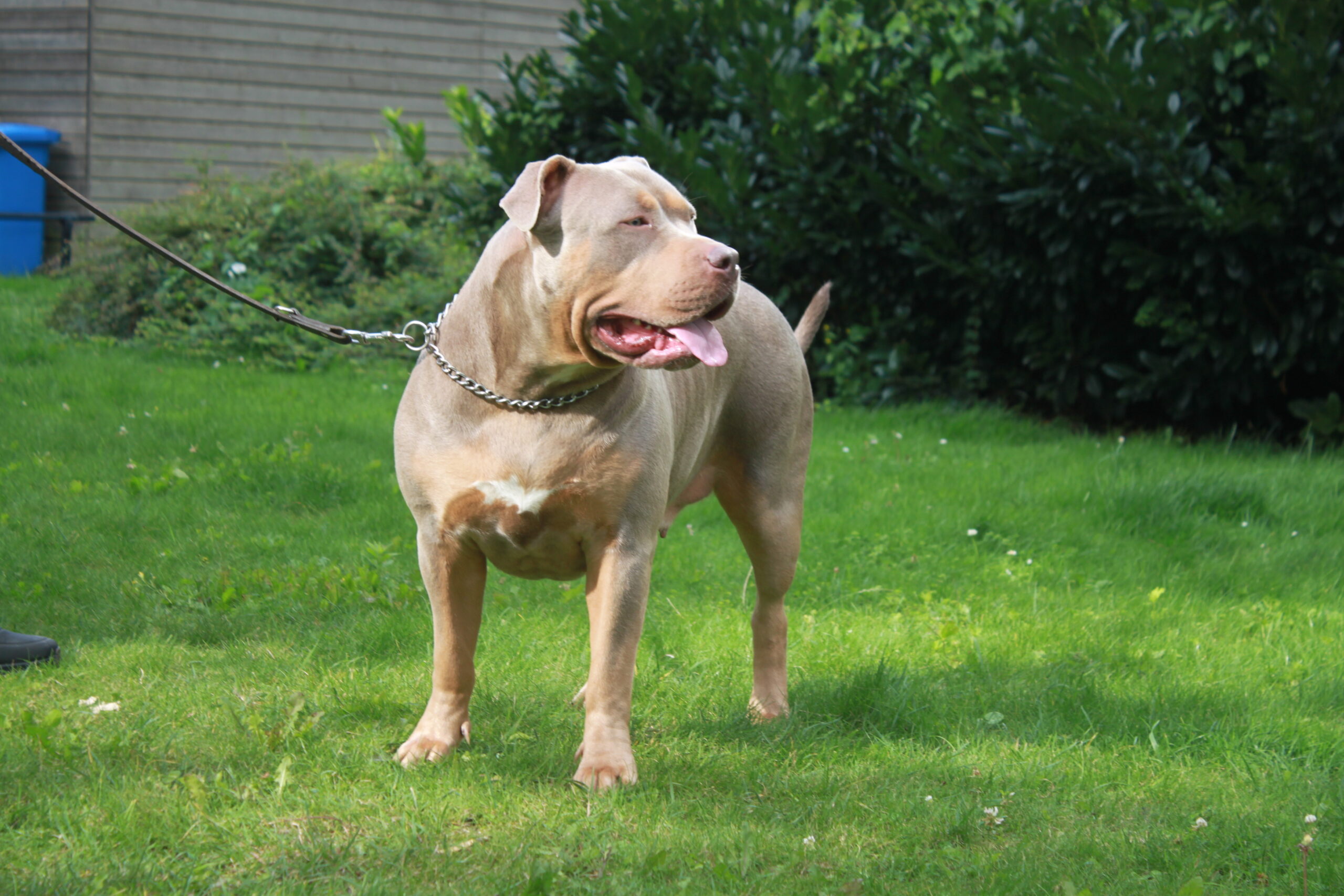 Dog Featured Image