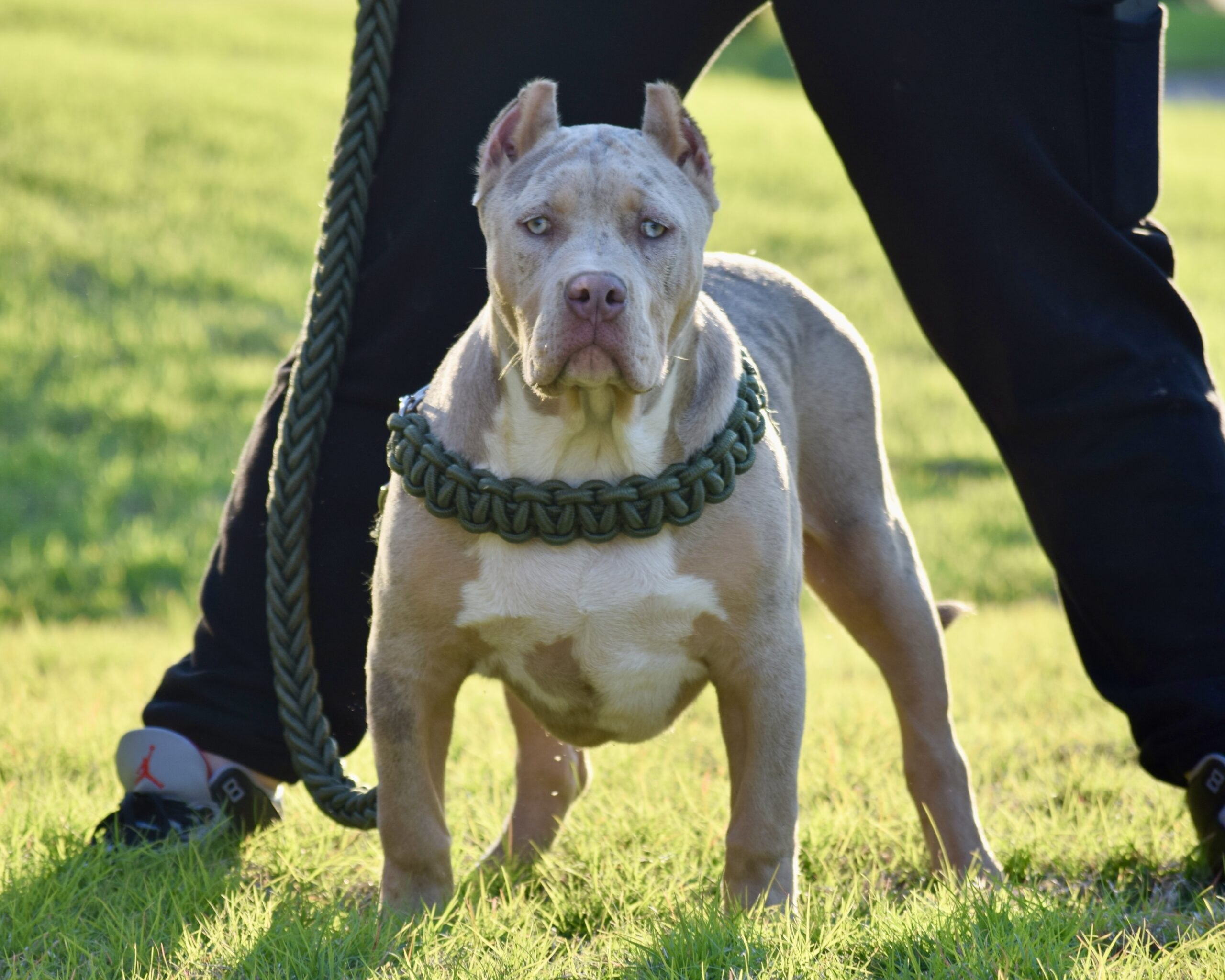 Dog Featured Image