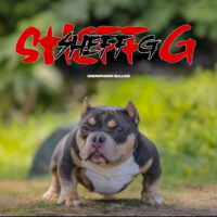 Dog Featured Image