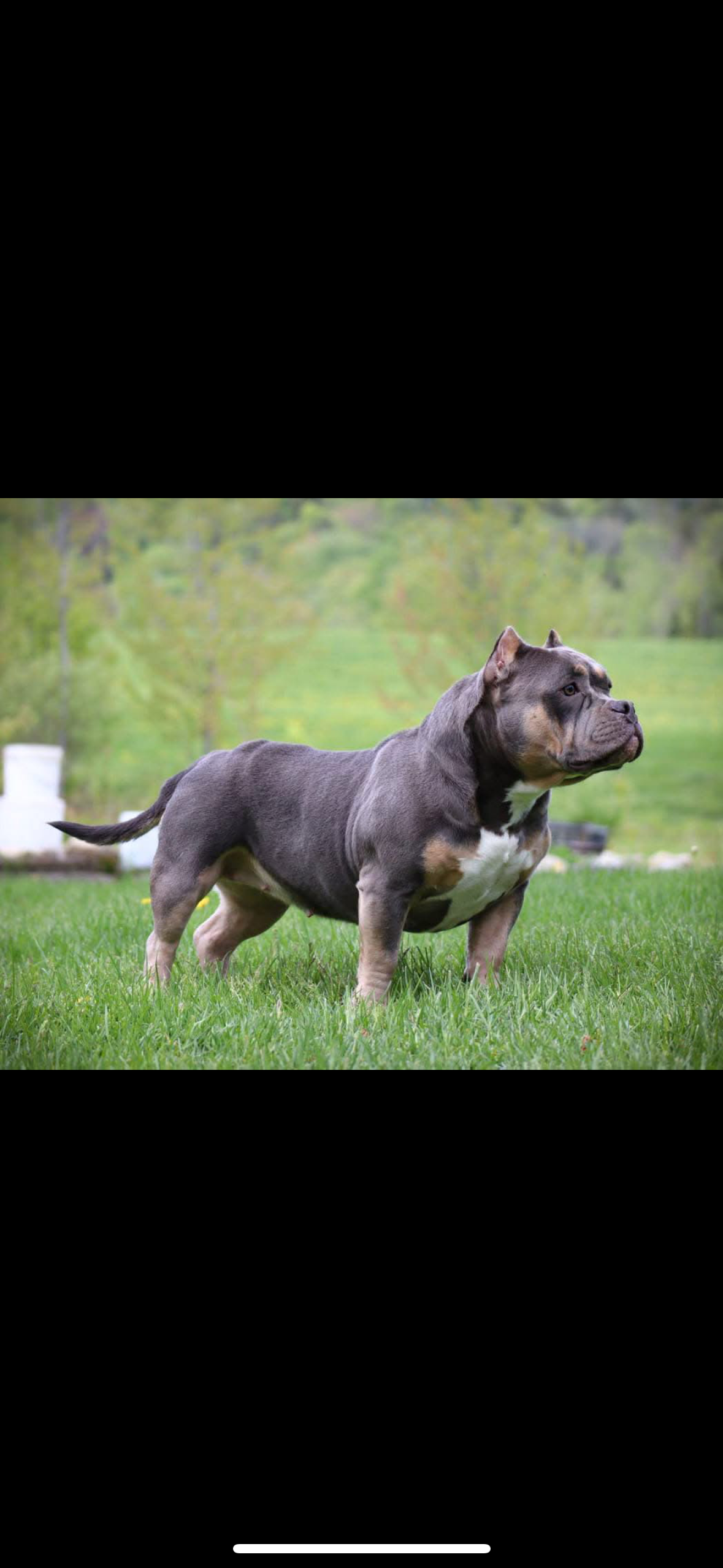 Dog Featured Image
