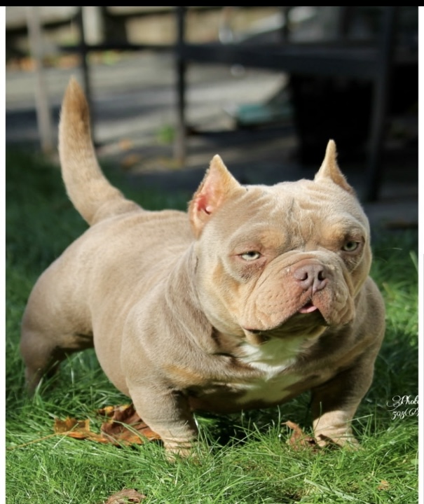 Dog Featured Image