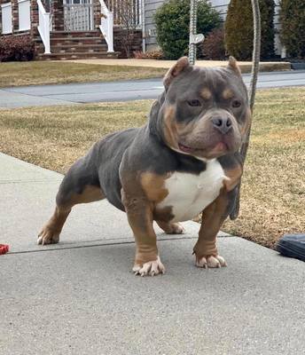 Dog Featured Image