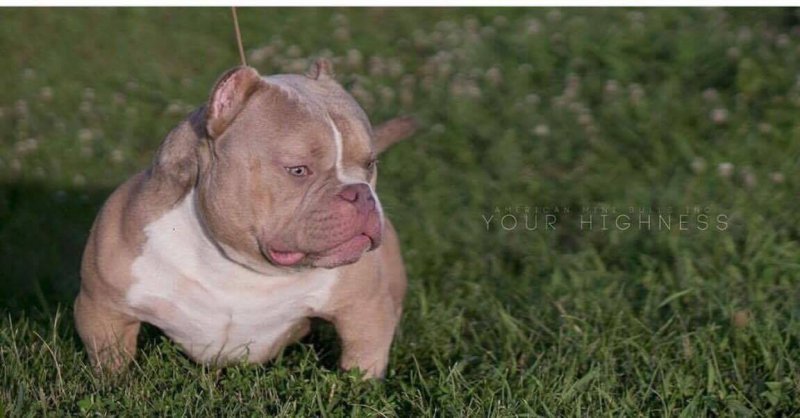 Dog Featured Image