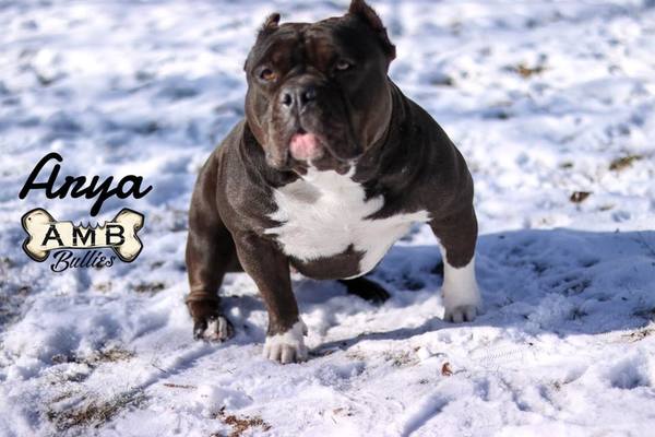 Dog Featured Image