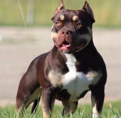 Dog Featured Image