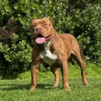 Dog Featured Image