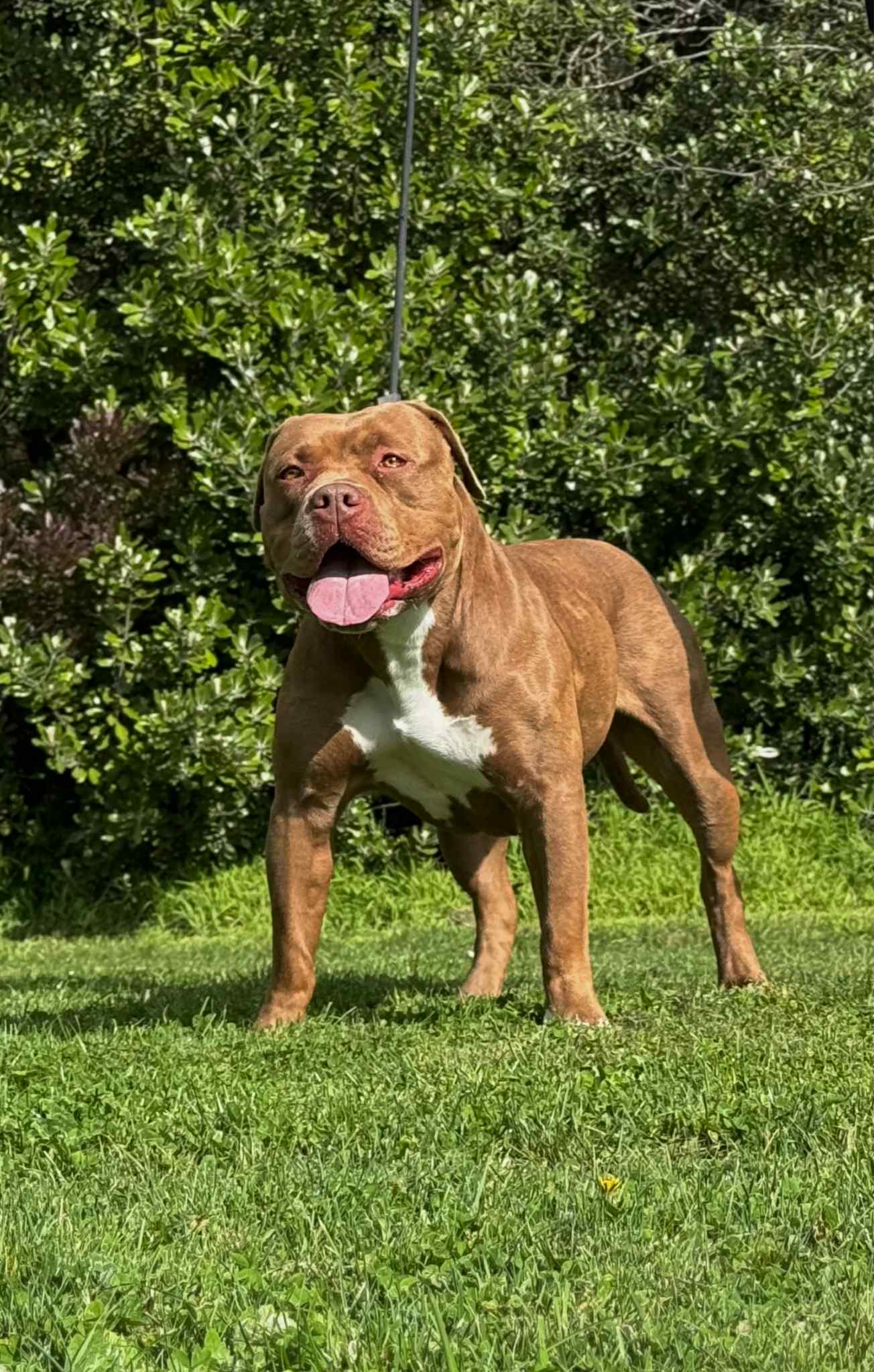 Dog Featured Image