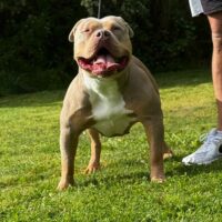 Dog Featured Image