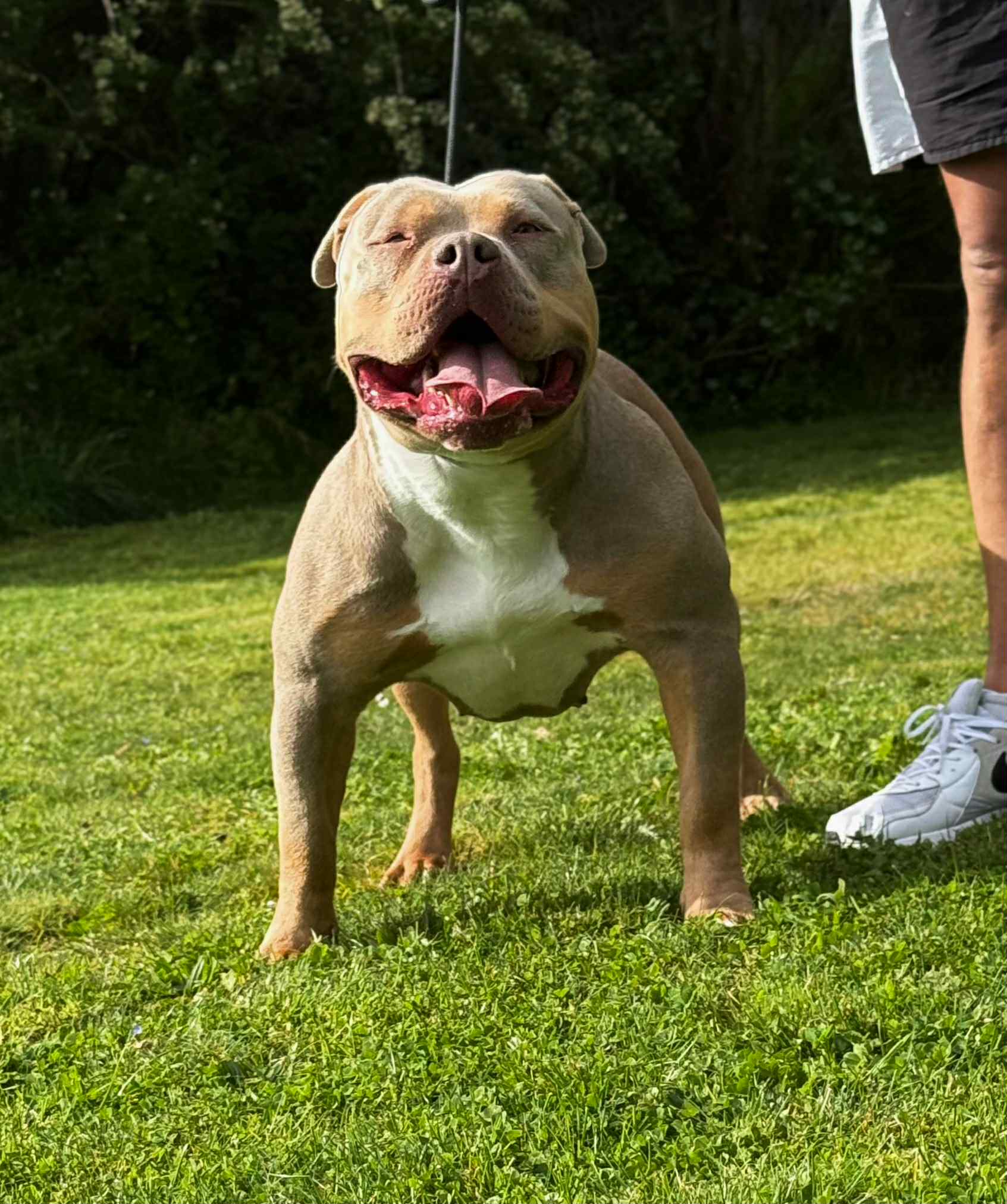 Dog Featured Image