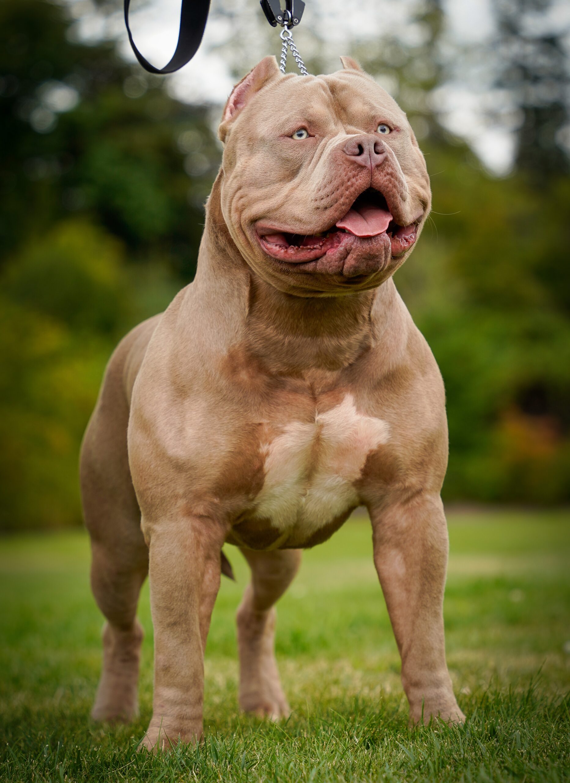 Dog Featured Image