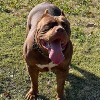 Dog Featured Image