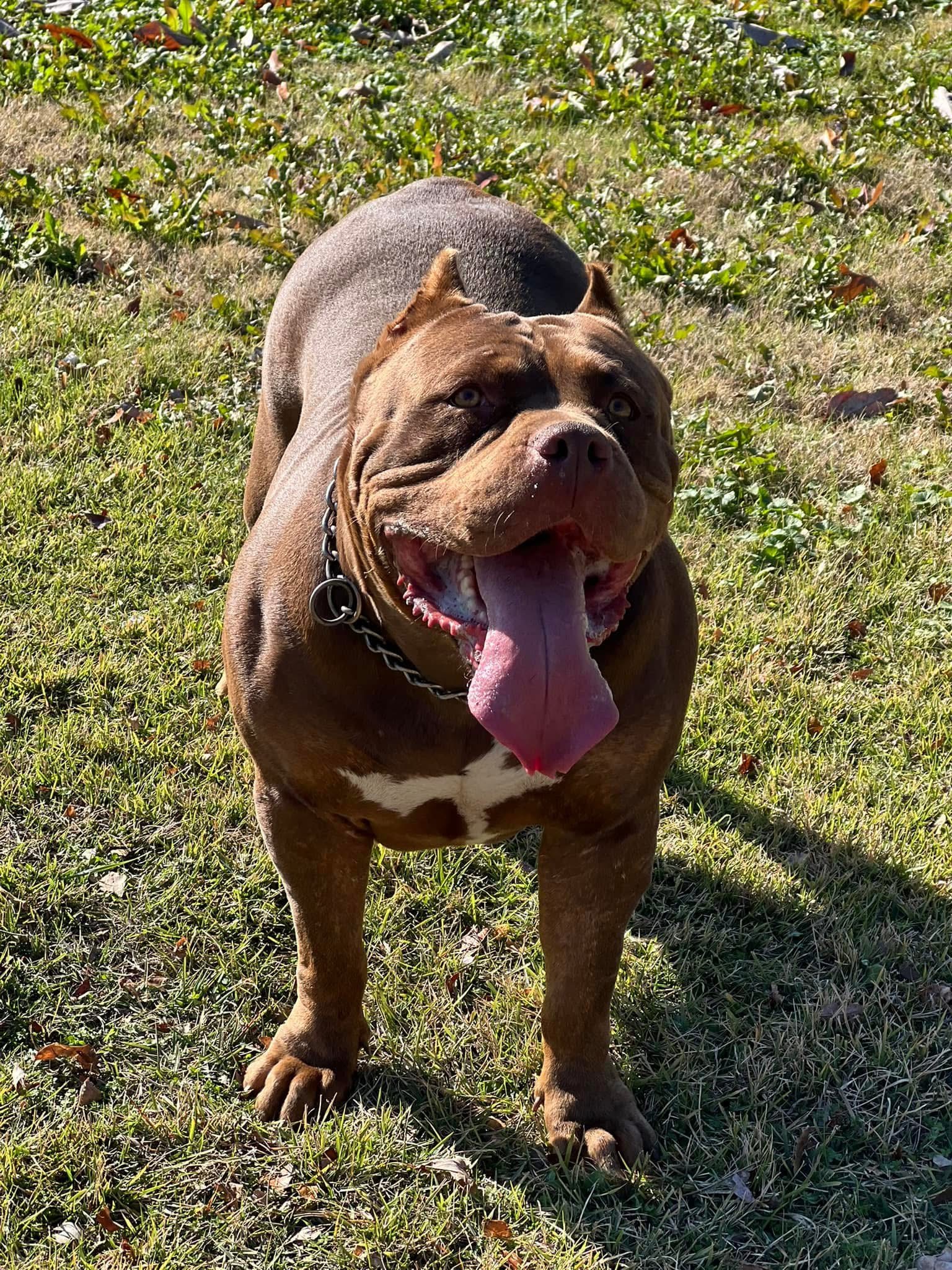 Dog Featured Image