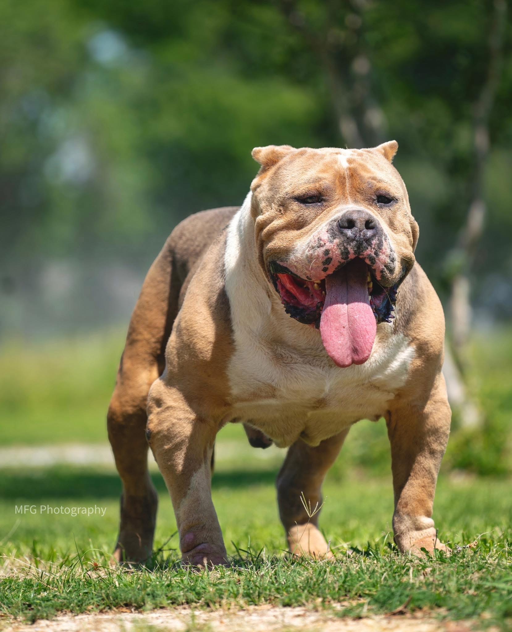 Dog Featured Image
