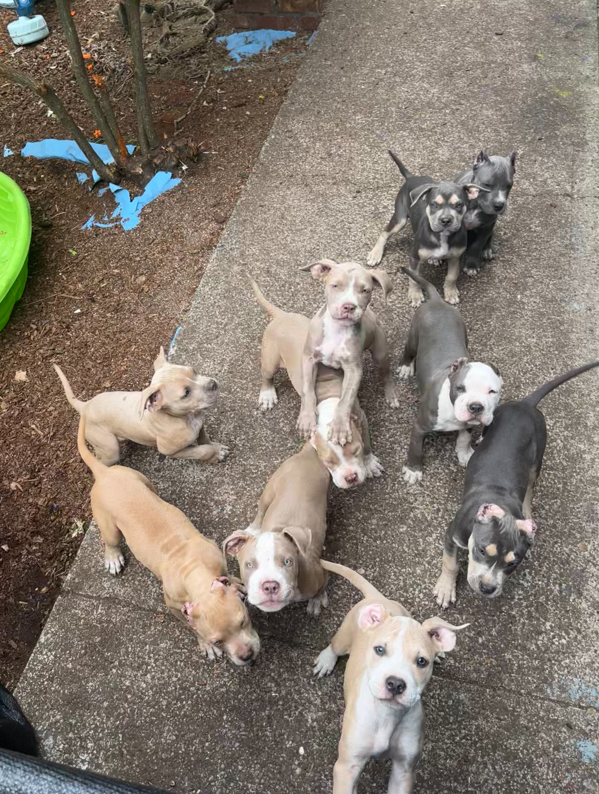 Dog Featured Image