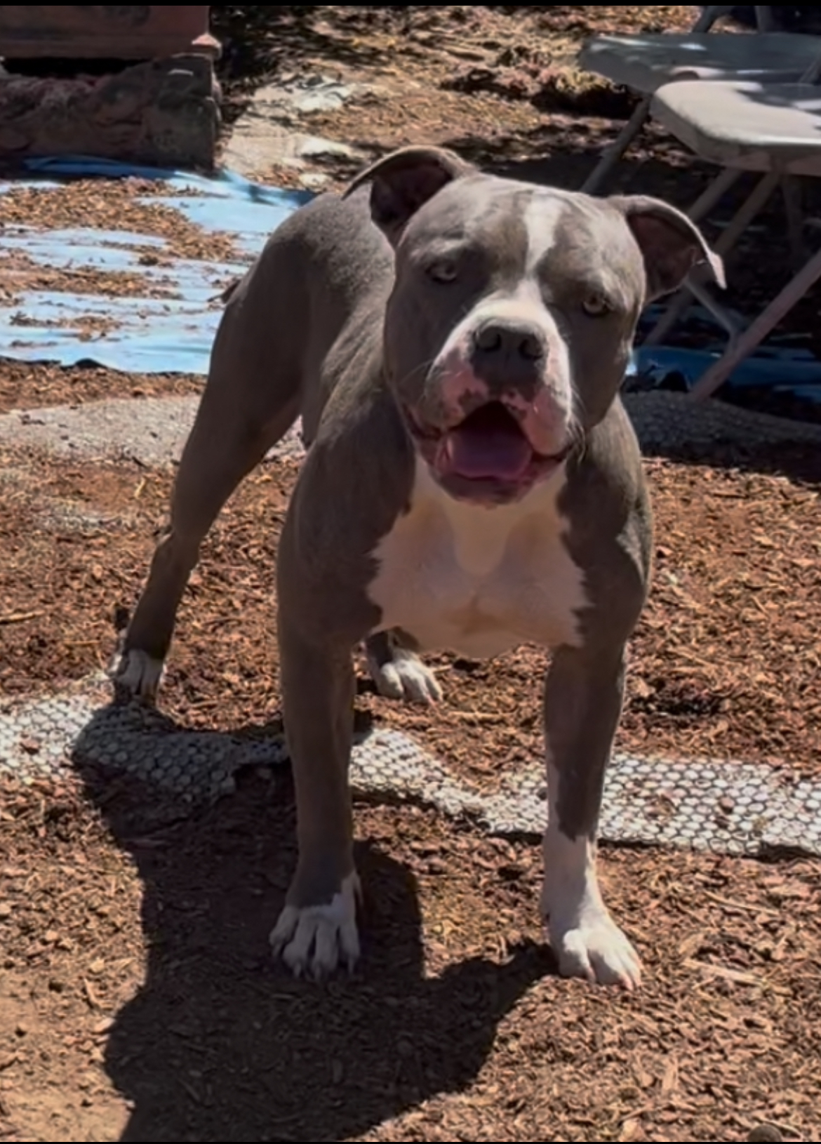 Dog Featured Image