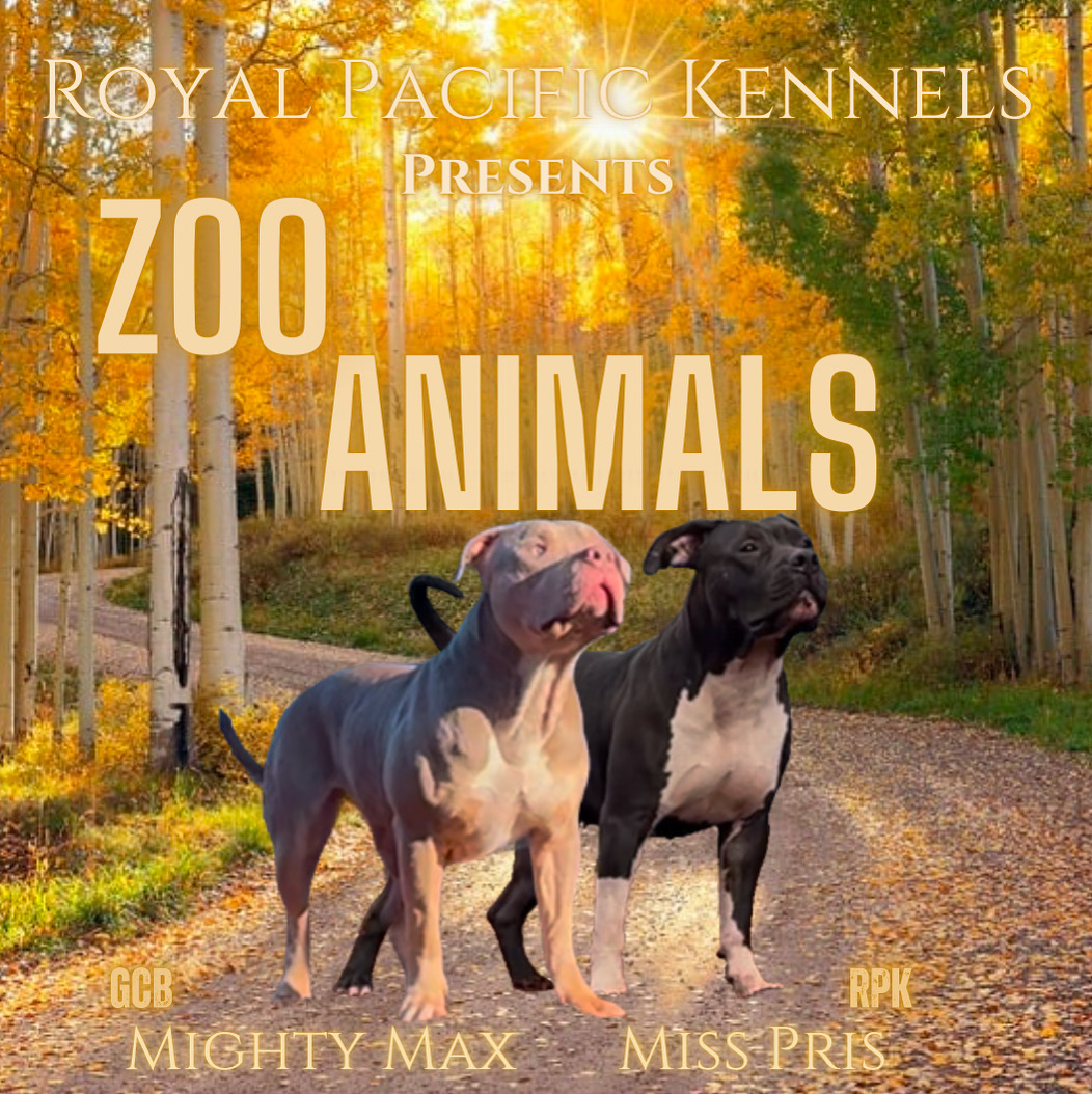Dog Featured Image