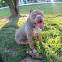 Dog Featured Image