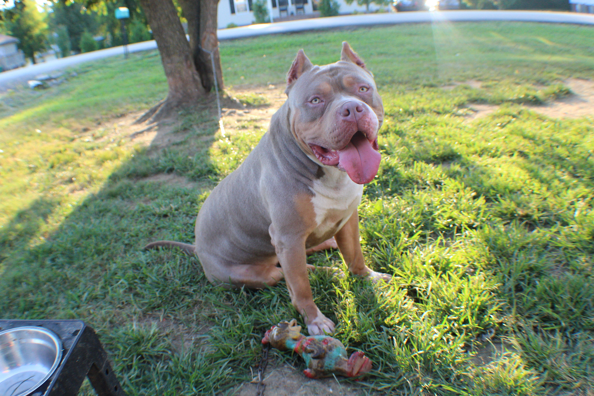 Dog Featured Image
