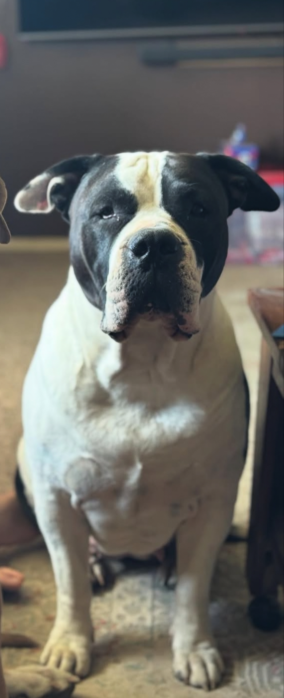 Dog Featured Image